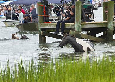 Chincoteague Wild Ponies : Personal Photo Projects : Photos : Richard Moore : Photographer